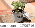 Succulent plants 1756716