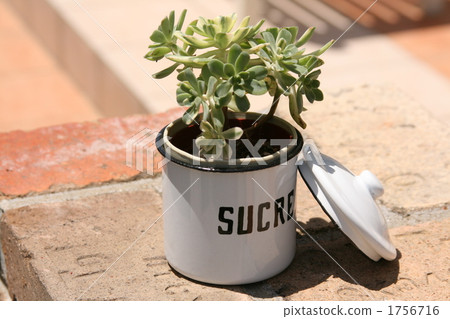 多汁植物 1756716