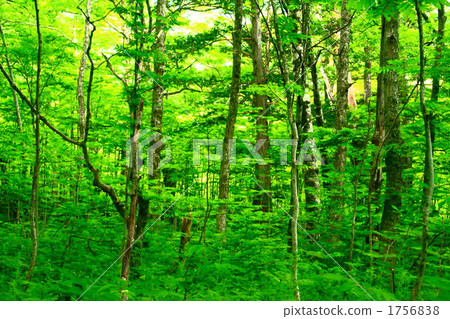 Fresh green forest 1756838