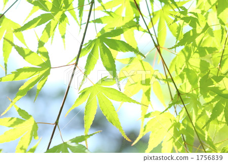 Fresh green leaves 1756839