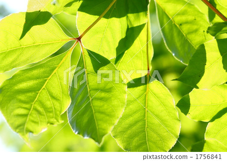 Fresh green leaves 1756841