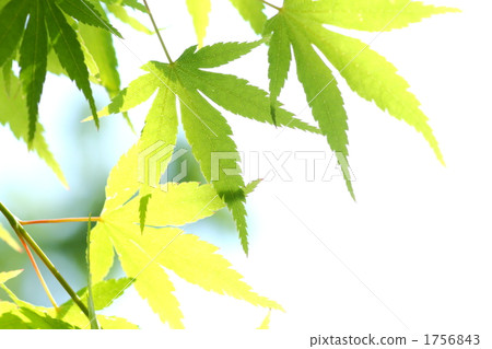 新鮮的綠色秋葉 新鮮的綠色秋葉 1756843