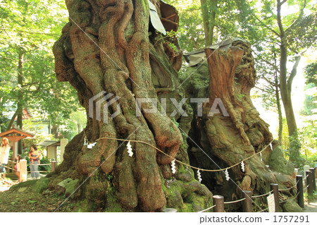 小宮神社的Ogusu(權力樹)④ 小宮神社的Ogusu(權力樹)④ 1757291