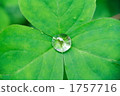 white clover, green leaf, clover 1757716