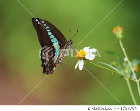 Mosquito of Aosujihaja 1757764