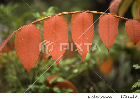 Red leaves Red leaves 1758129