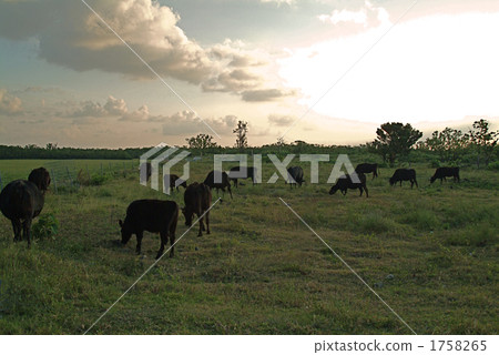 Ishigaki beef of Taketomijima 1758265