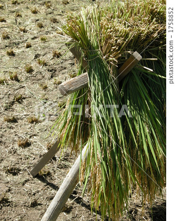 straw, harvest, paddy 1758852
