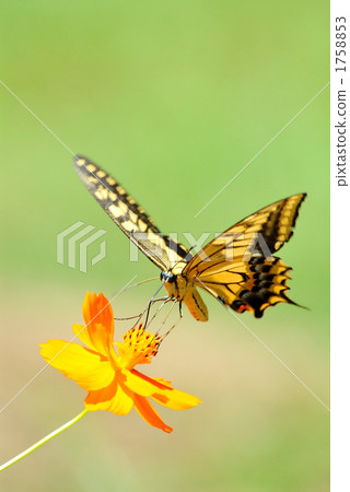 Kivana cosmos and swallowtail butterfly Kivana cosmos and swallowtail butterfly 1758853