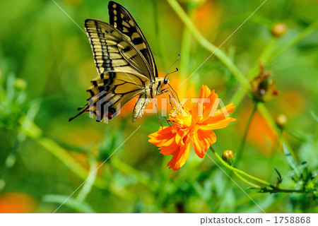 Kivana cosmos and swallowtail butterfly Kivana cosmos and swallowtail butterfly 1758868