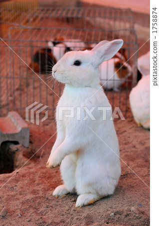 Rabbit Rabbit 1758874