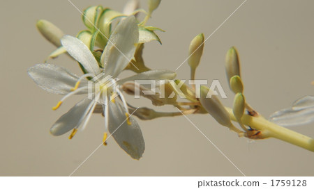 spider plant, indoor, foliage plant 1759128