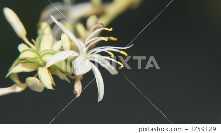 吊蘭 植物 植物學 1759129