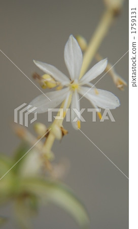 室內盆栽 觀葉植物 典雅 1759131