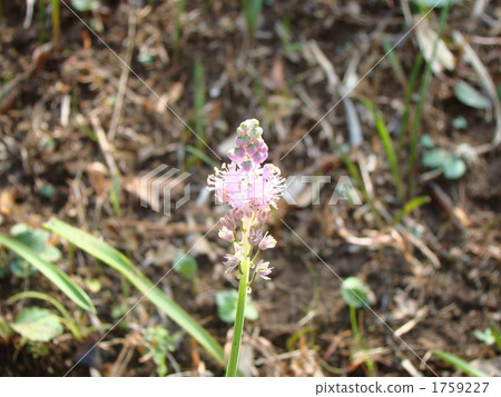 綿棗兒 綿棗兒 1759227