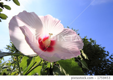 夏末醉芙蓉花 夏末醉芙蓉花 1759453