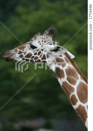 Reticulated giraffe 1759496