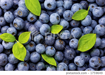 藍莓 1759649