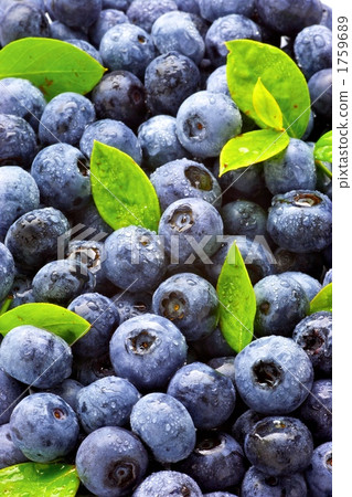 blueberry 1759689