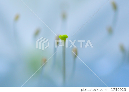 一個雄蕊 一個雄蕊 1759923