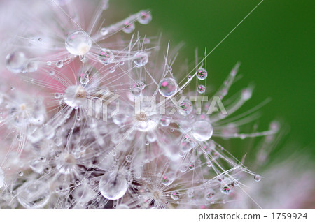 水滴絨毛 水滴絨毛 1759924