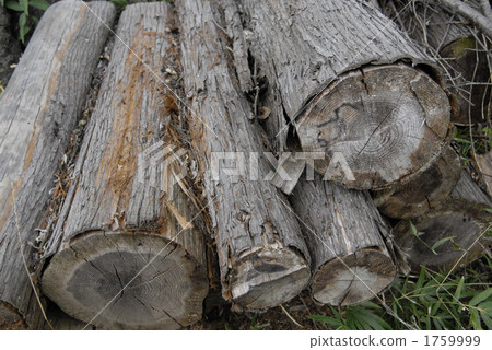 Logged wood Logged wood 1759999