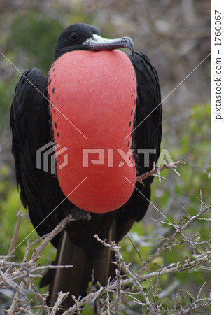 American Gongkangli American Gongkangli 1760067