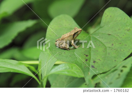 Frog on leaves Frog on leaves 1760182