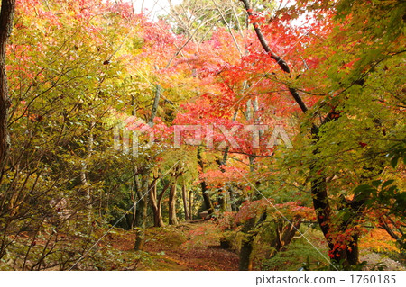 紅色葉子山 1760185