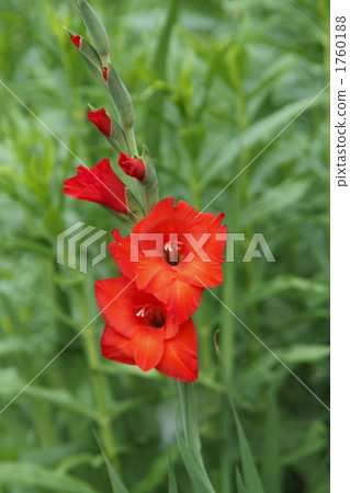 Gladiolus Gladiolus 1760188