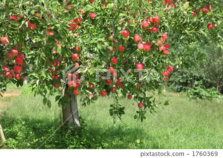 Miki Life Miki Life 1760369