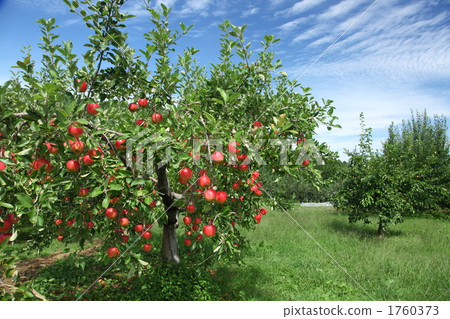 Miki Life Miki Life 1760373