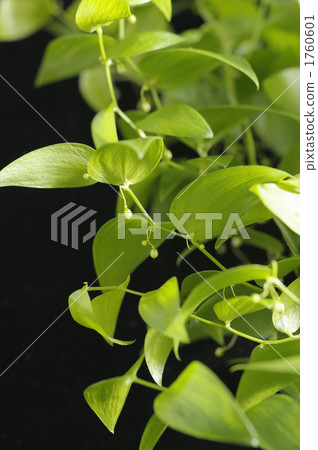 菝 植物 植物學 1760601