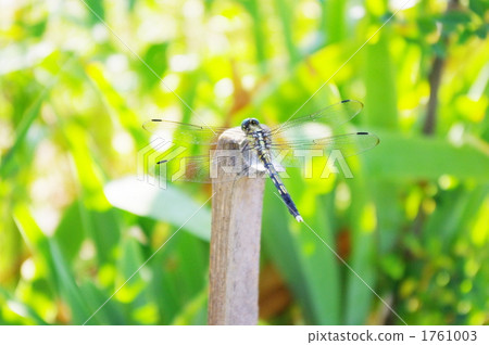 鹽卡拉通博 鹽卡拉通博 1761003