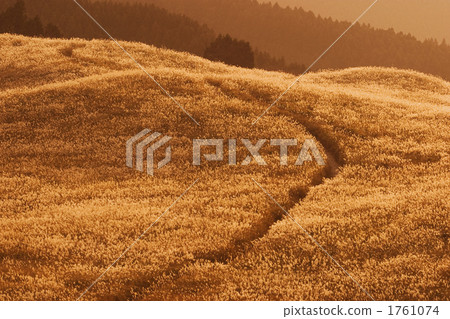 Sone Takahara Autumn Road 1761074