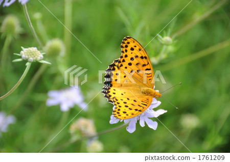 Bluefin and cinnamon grass Bluefin and cinnamon grass 1761209