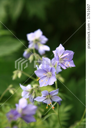 Ezono Hanashinobu 1761607