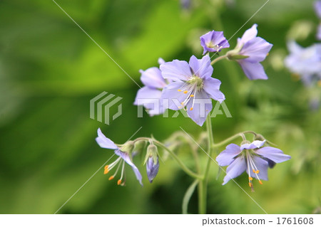 Ezono Hanashinobu 1761608