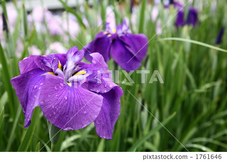 Hana shawub "Wet Yellow" 1761646