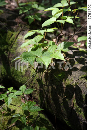 Moss and poison ivy 1761702