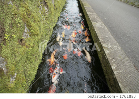 海峽 航路 鯉魚 1761883