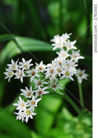 aceriphyllum rossii, wildflower, wildflowers 1762083