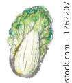 Cabbage 1762207