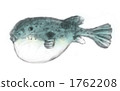 Puffer fish 1762208