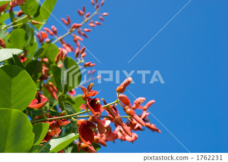 Flowers and sky of the silkworm 1762231
