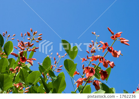 Flowers and sky of the silkworm Flowers and sky of the silkworm 1762236