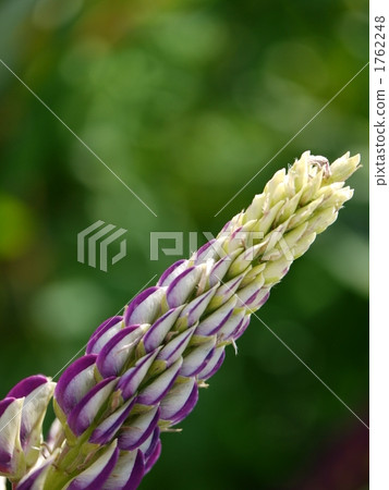 羽扇豆 羽扇豆 1762248