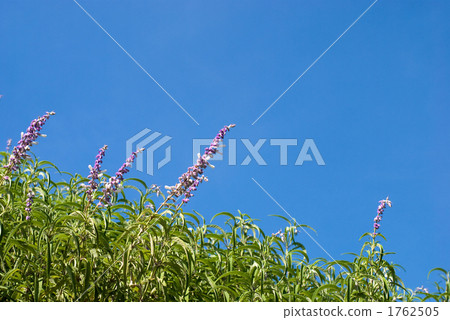 Mexican sage flower and sky 1762505