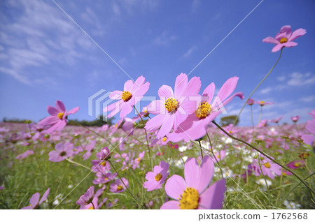 Cosmos Cosmos 1762568