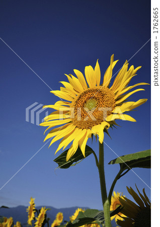 sunflower	 1762665